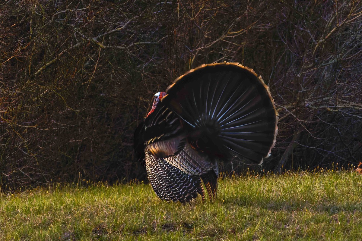 Wild Turkey - ML634940620