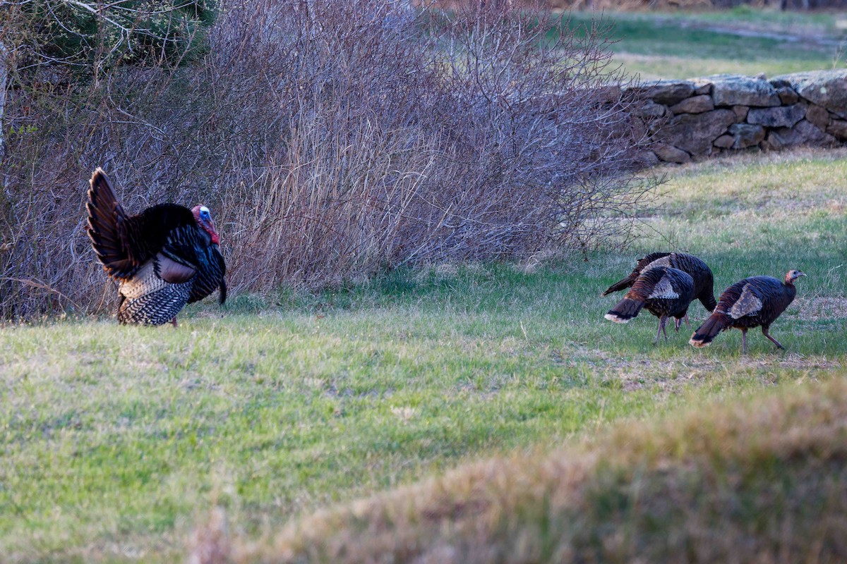 Wild Turkey - ML634940621