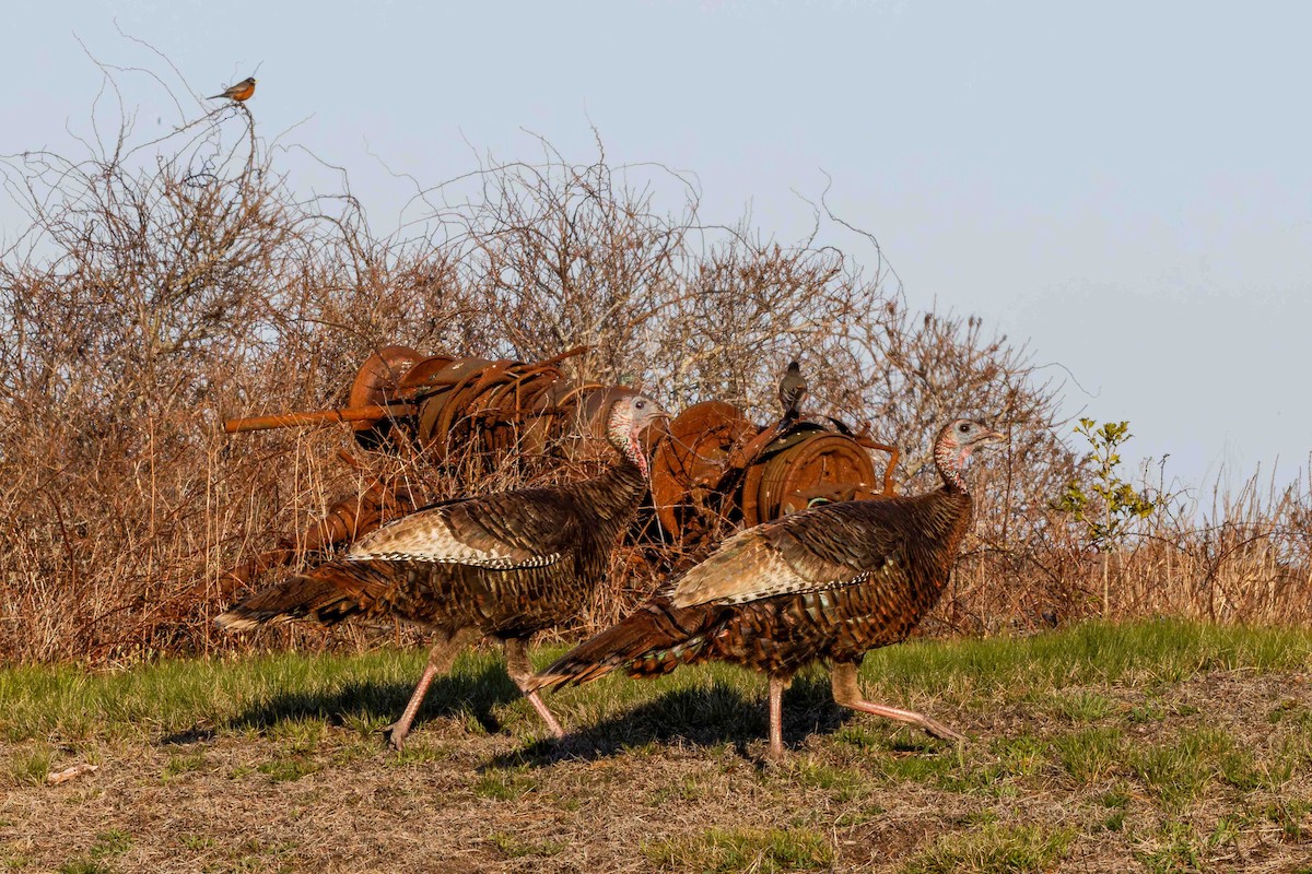 Wild Turkey - ML634940622
