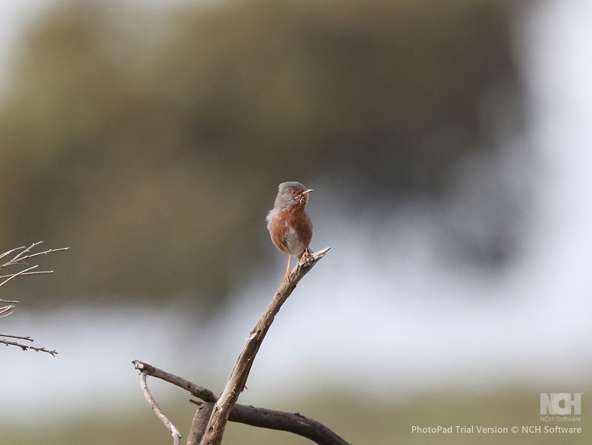 Dartford Warbler - ML634940629