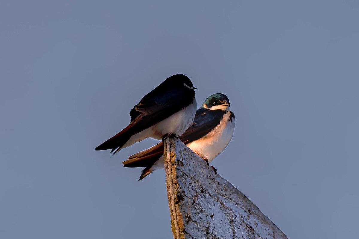 Tree Swallow - ML634940639
