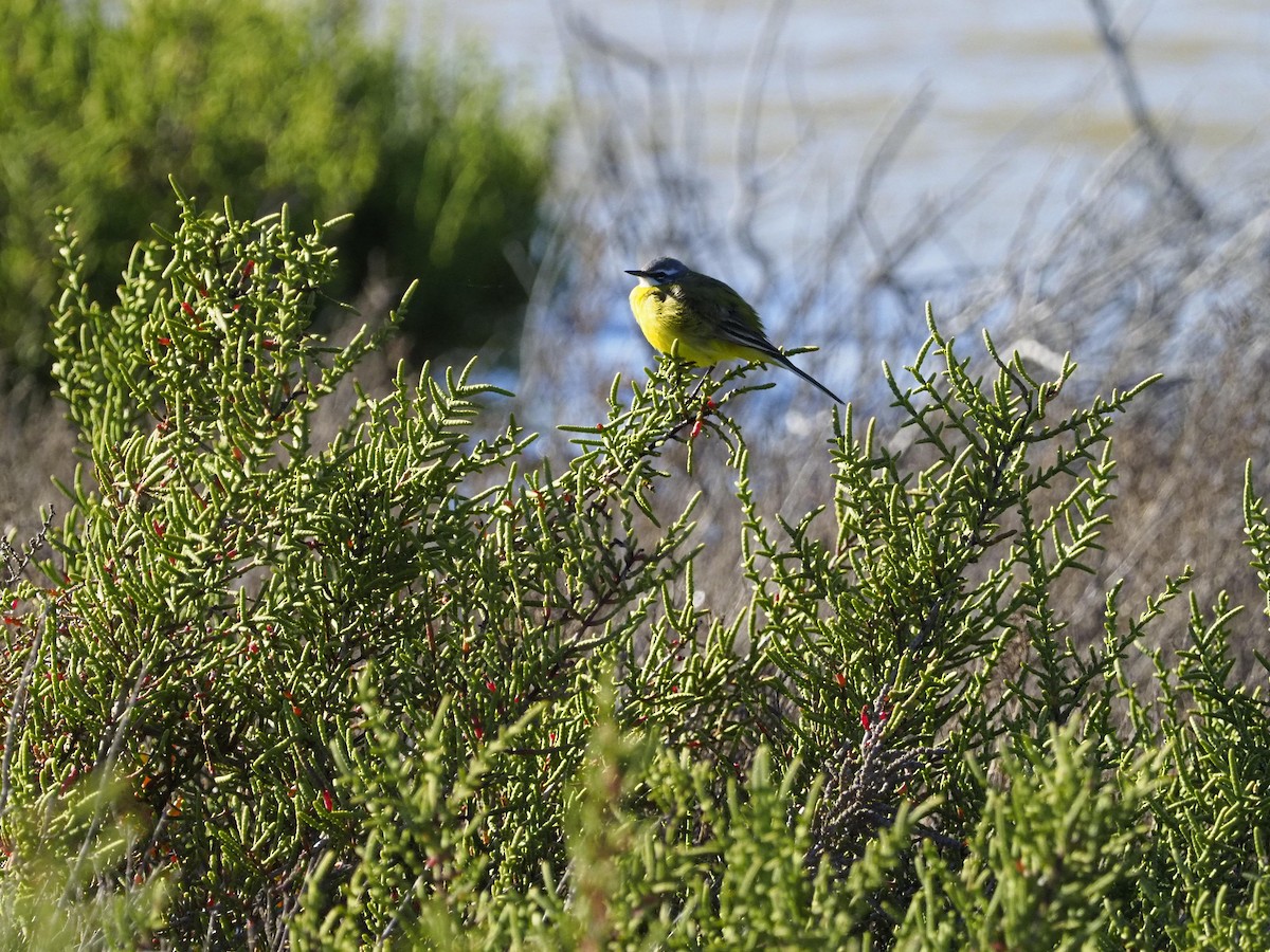 konipas luční - ML634940657