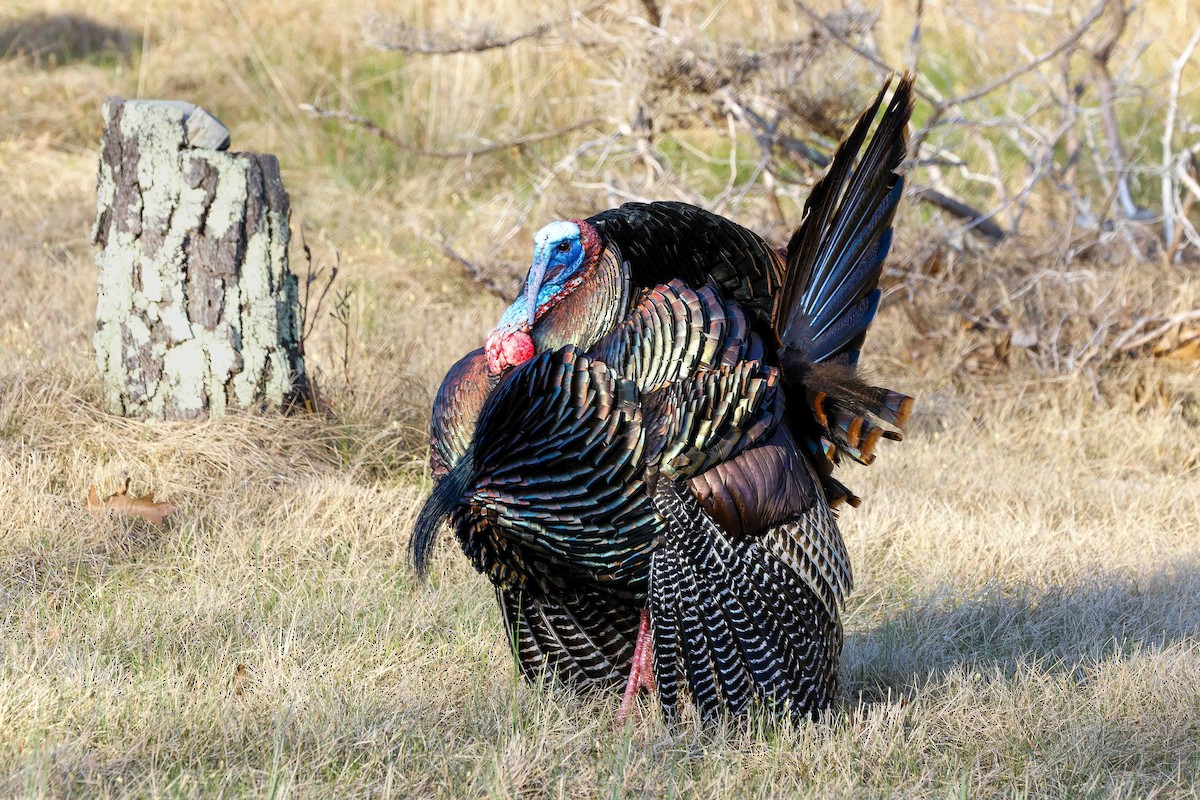 Wild Turkey - ML634940733