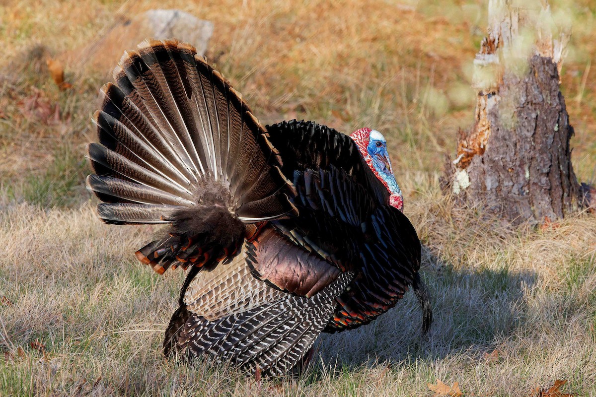 Wild Turkey - ML634940734