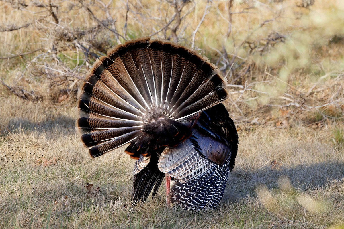 Wild Turkey - ML634940735