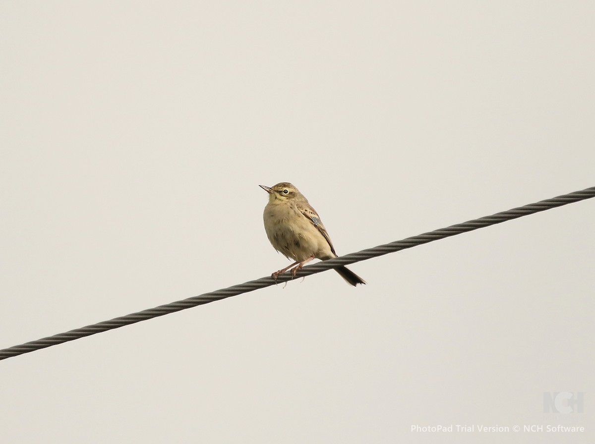 Tawny Pipit - ML634940784