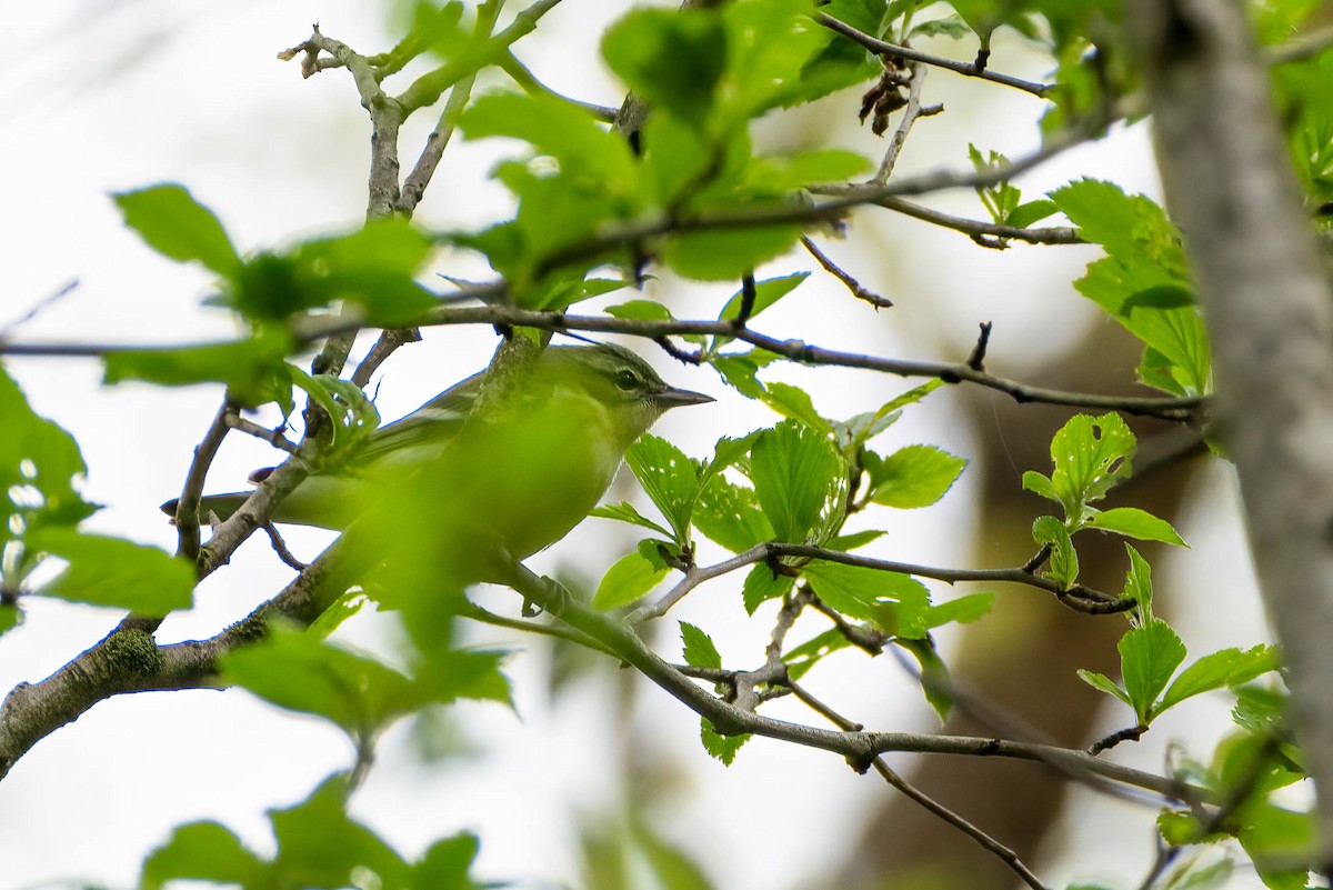 Cerulean Warbler - ML634940789