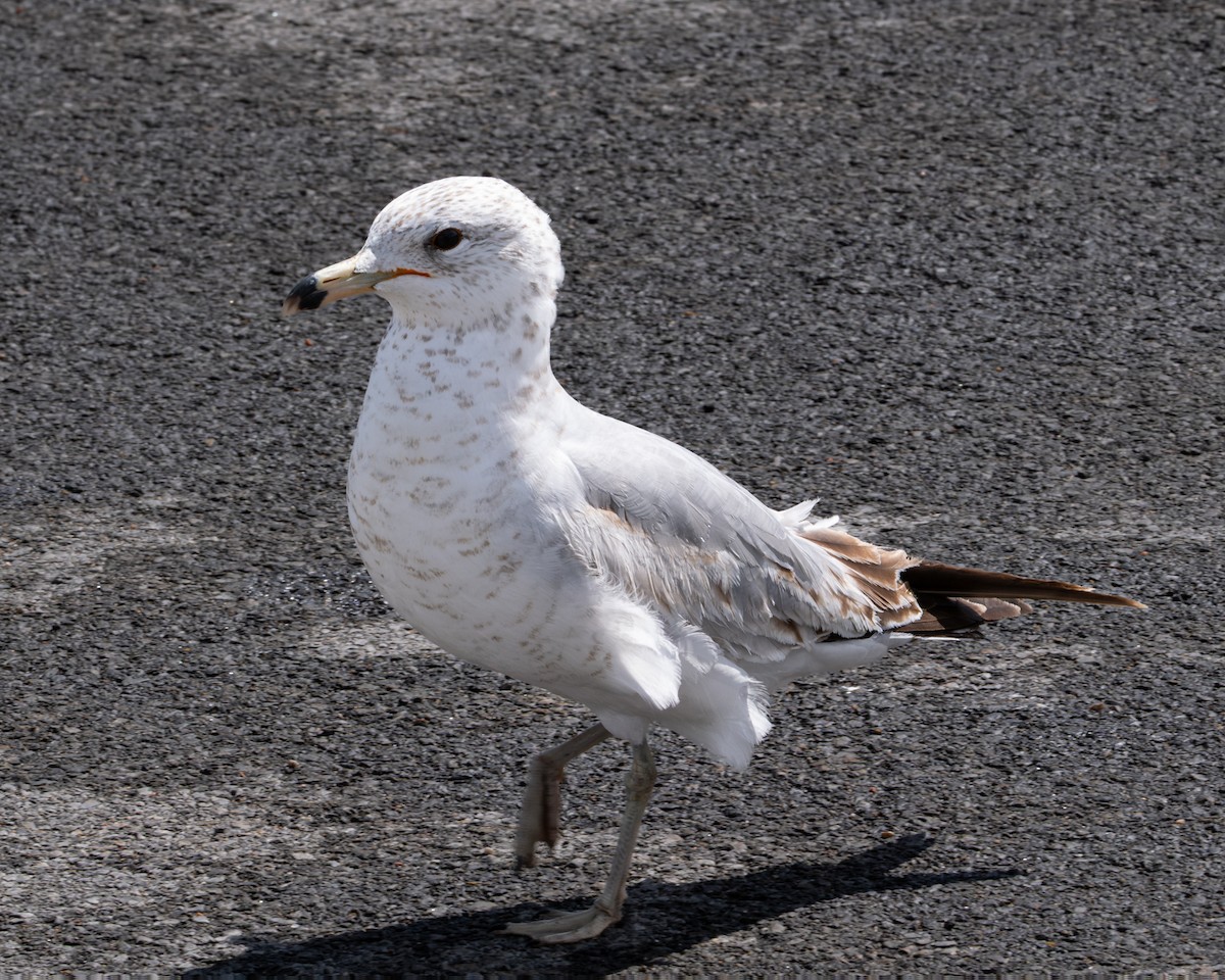 Ring-billed Gull - ML634940794