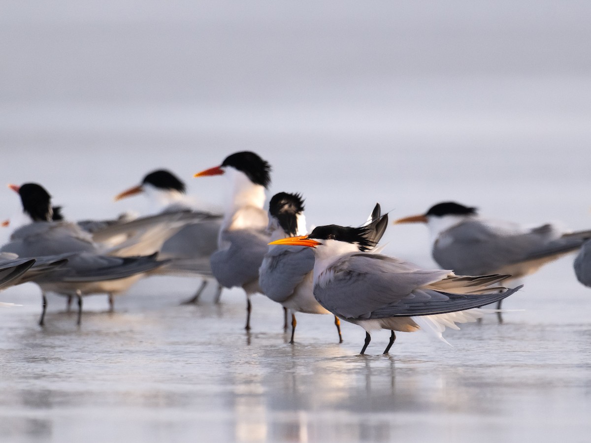 Elegant Tern - ML634940844