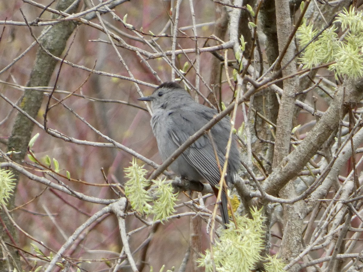 Miaulari grisa - ML634940881