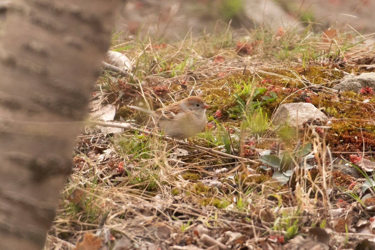 Field Sparrow - ML634940918