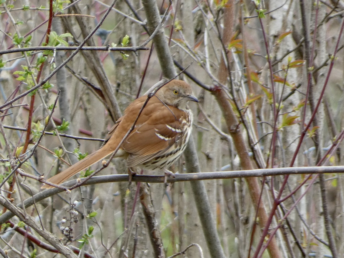 Brown Thrasher - ML634941014