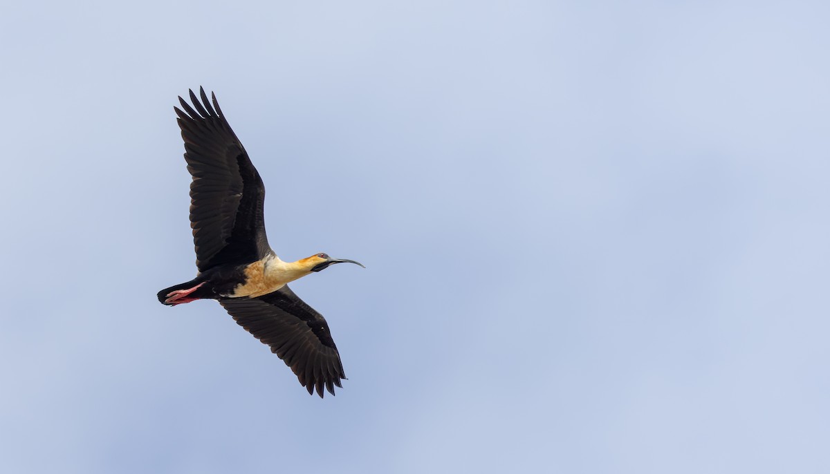 Black-faced Ibis - ML634941169