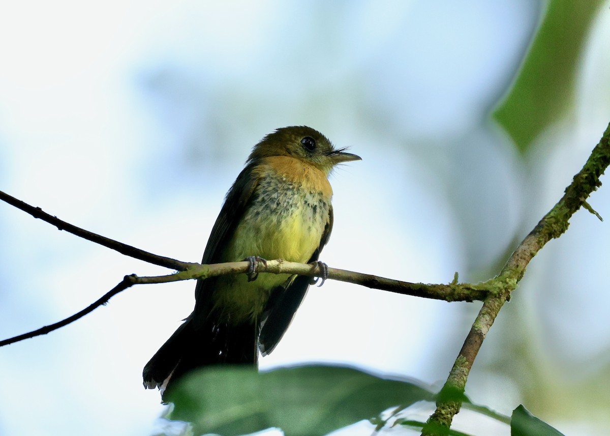 Black-tailed Flycatcher - ML634941222