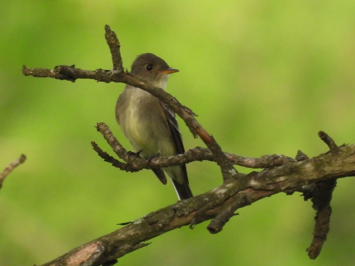Eastern Wood-Pewee - ML634941238