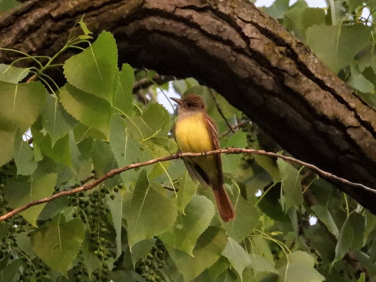 Great Crested Flycatcher - ML634941252