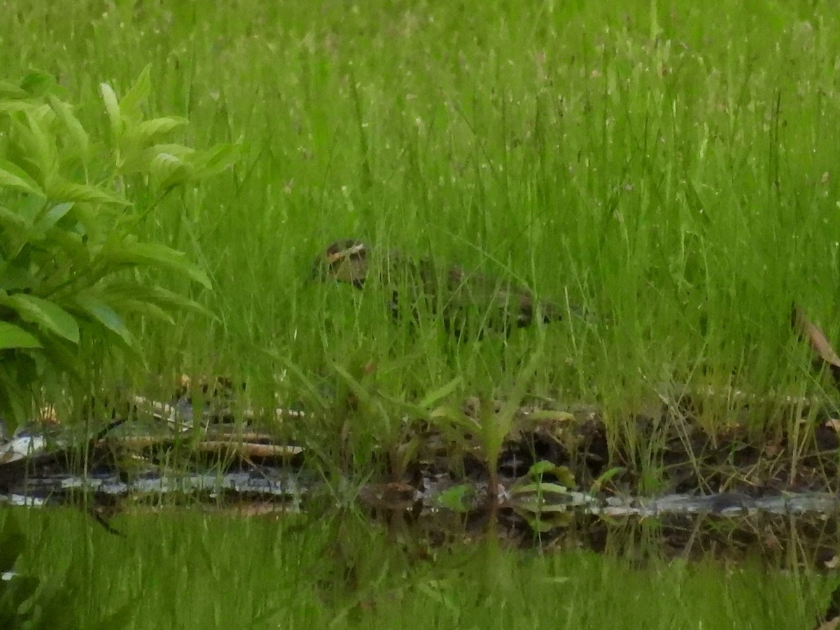 Northern Waterthrush - ML634941292
