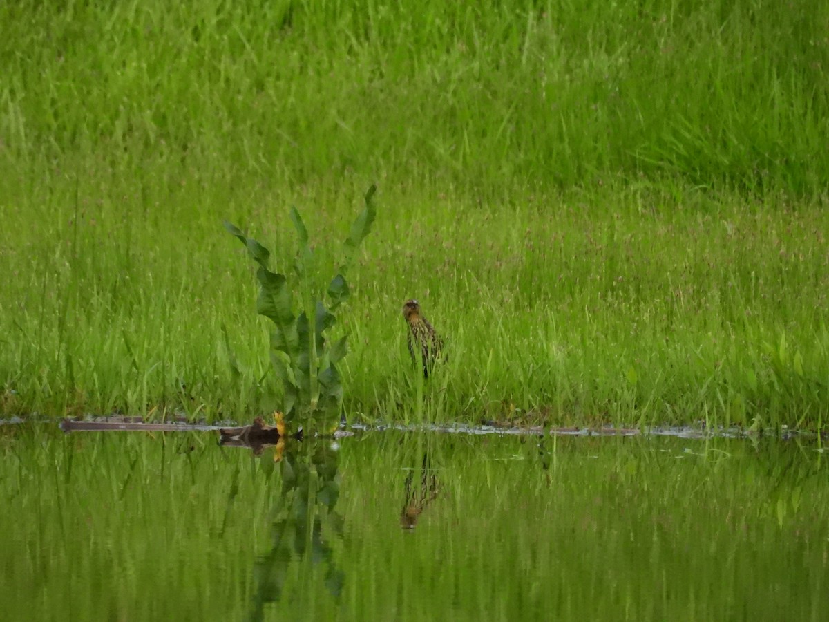 Northern Waterthrush - ML634941299