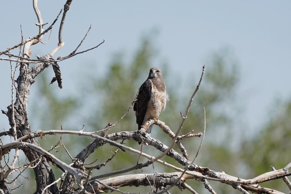 Swainson's Hawk - ML634941699
