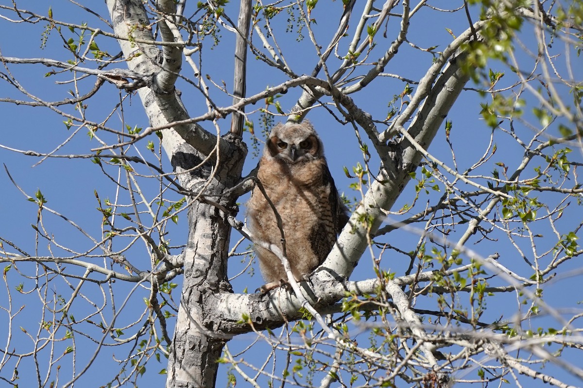 Great Horned Owl - ML634941706