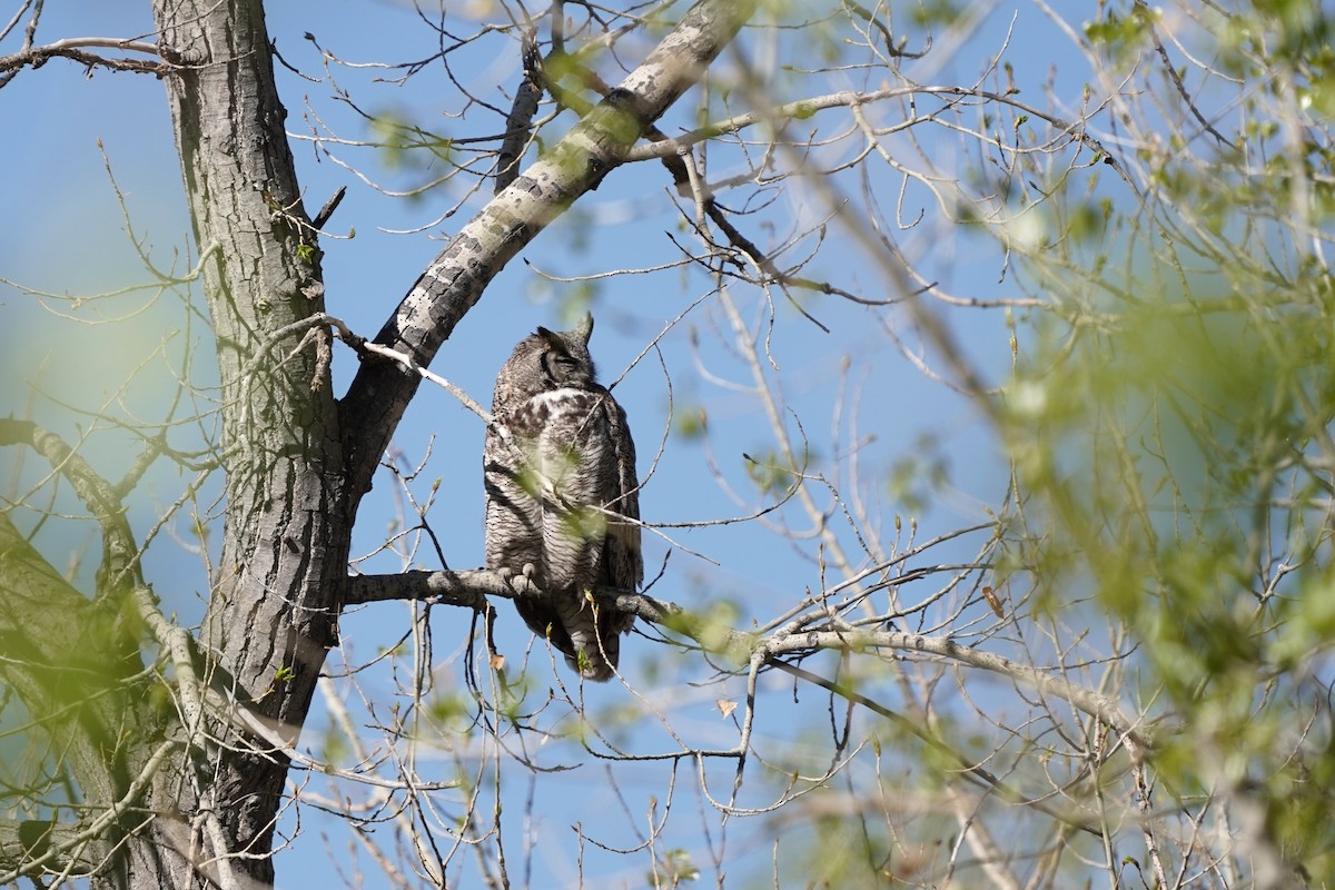 Great Horned Owl - ML634941707