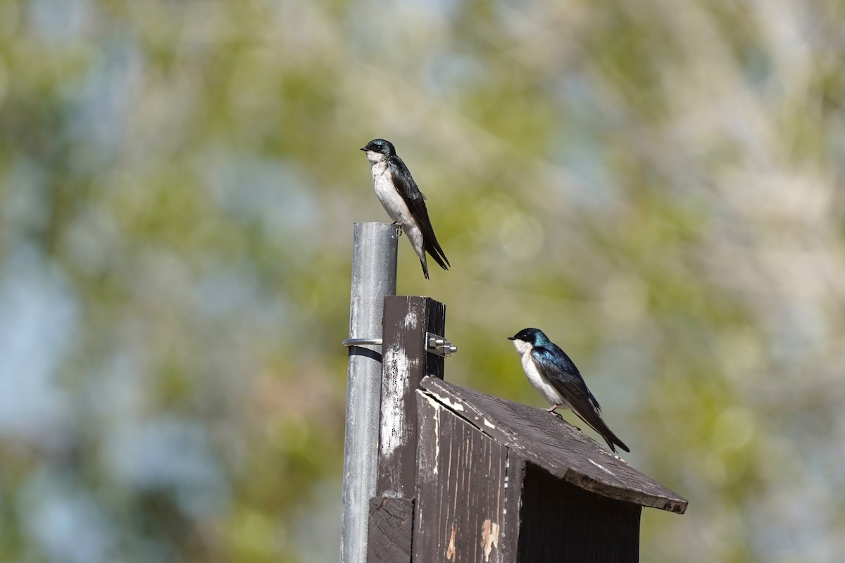 Tree Swallow - ML634941719