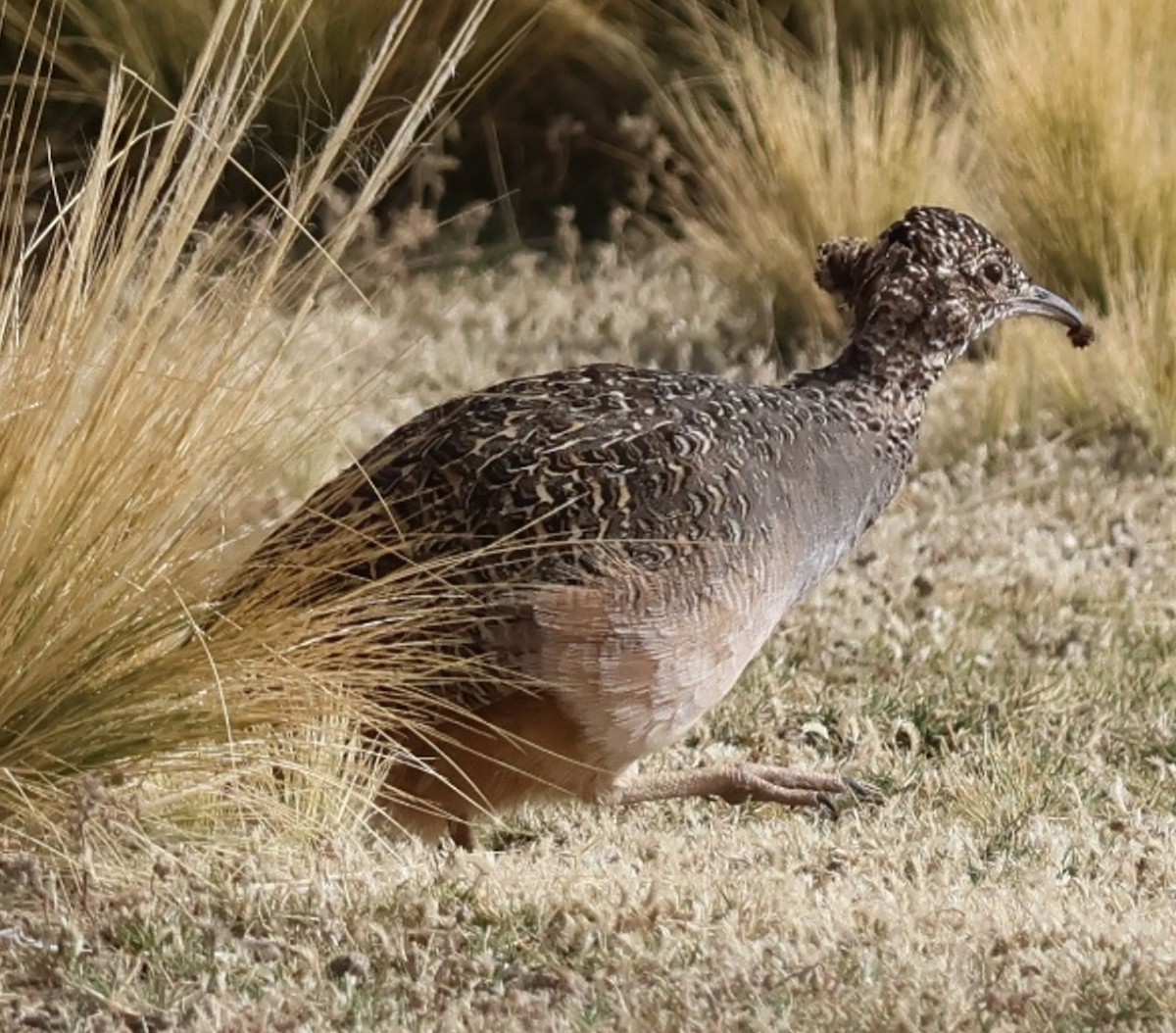 Ornate Tinamou - ML634941938