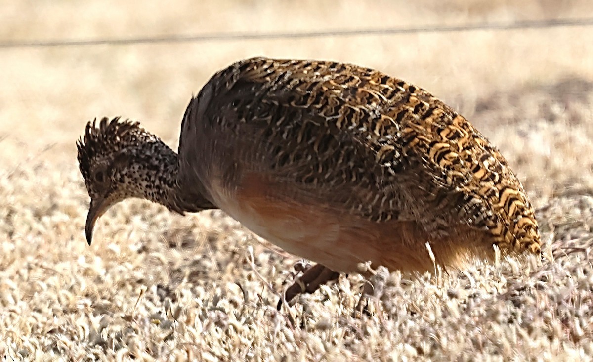 Ornate Tinamou - ML634941943