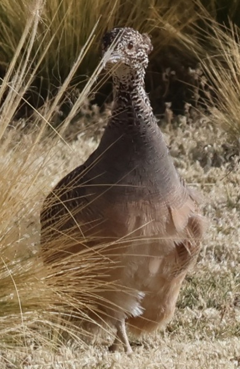 Ornate Tinamou - ML634941957