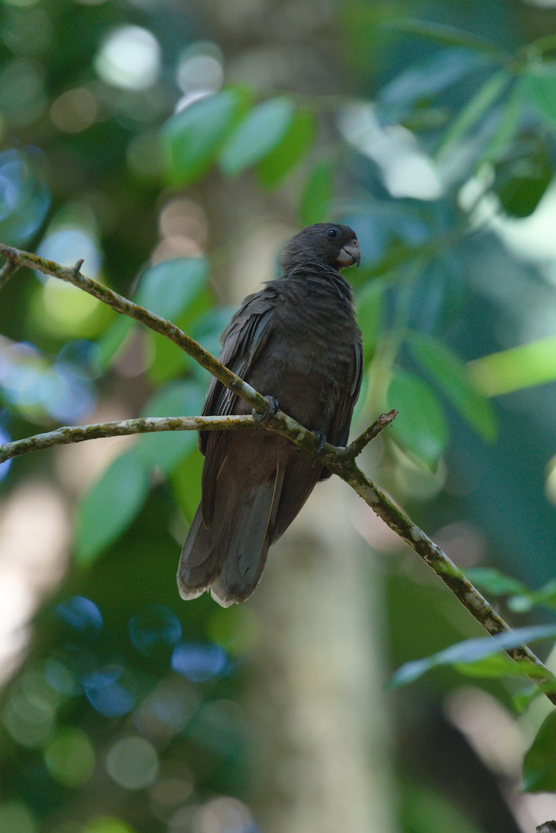Seychelles Parrot - ML634941960