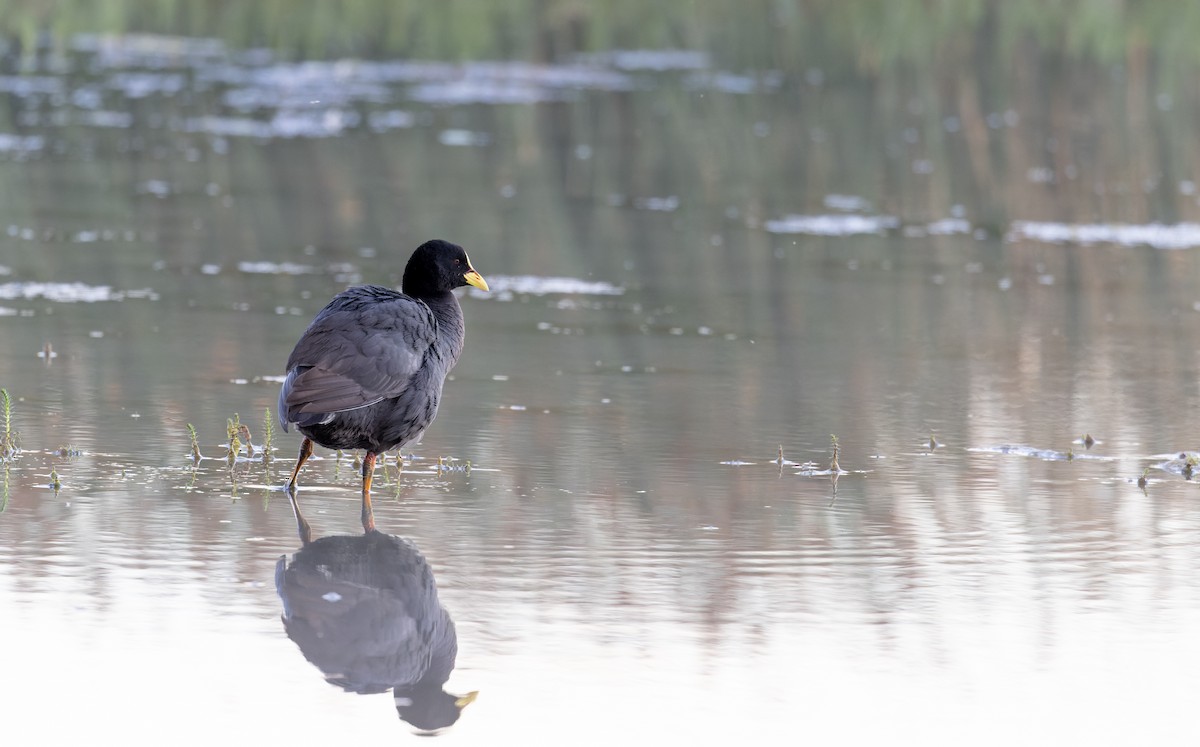 Red-gartered Coot - ML634941983
