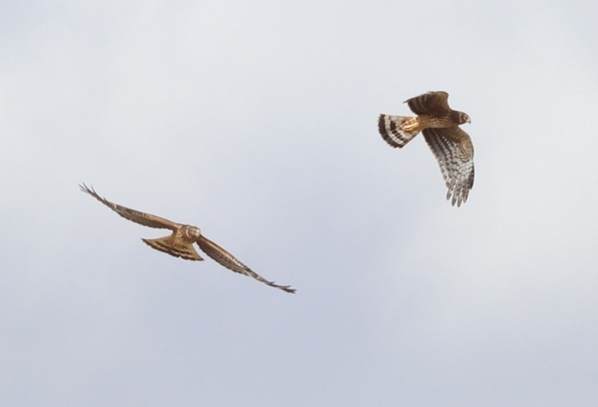 Cinereous Harrier - ML634942012