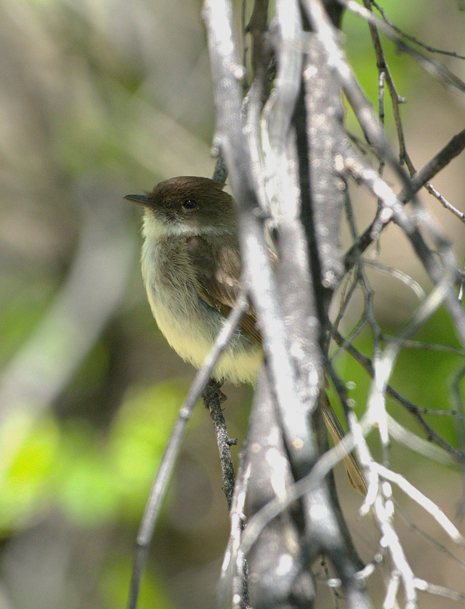 Eastern Phoebe - ML634942048