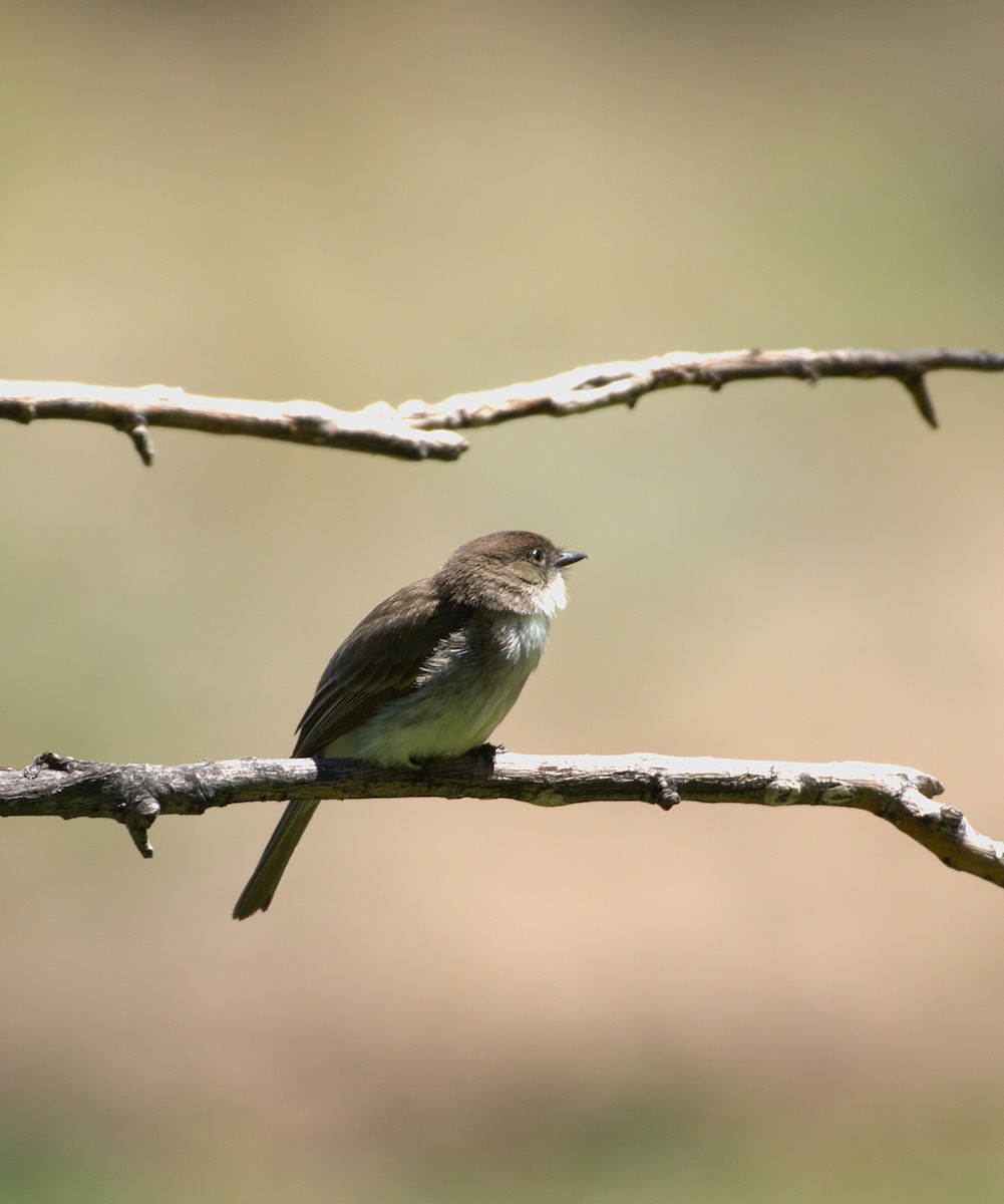 Eastern Phoebe - ML634942094