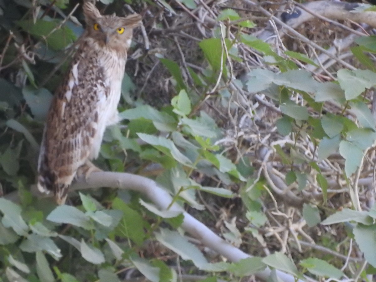Brown Fish-Owl - ML634942136