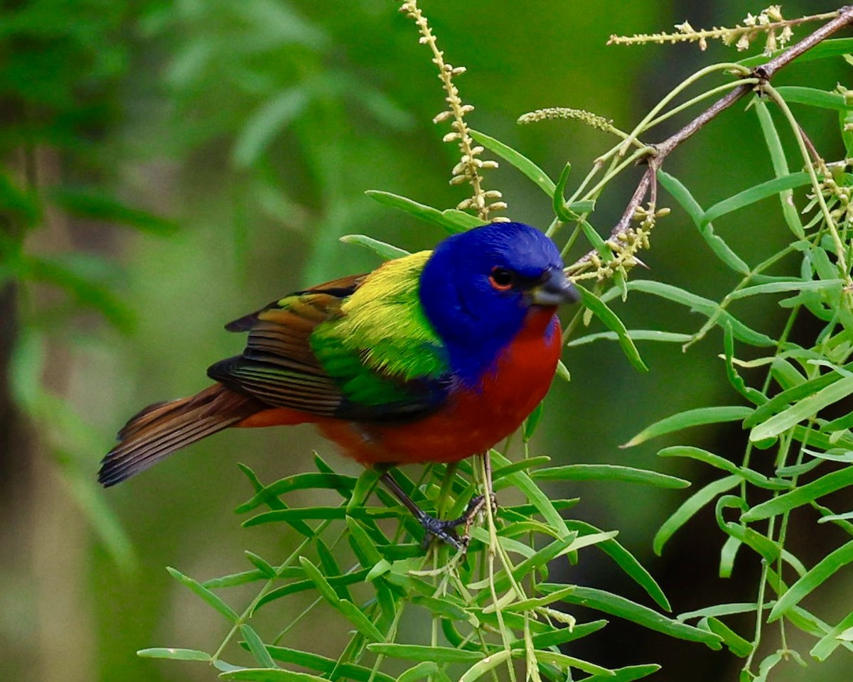 Painted Bunting - ML634942141
