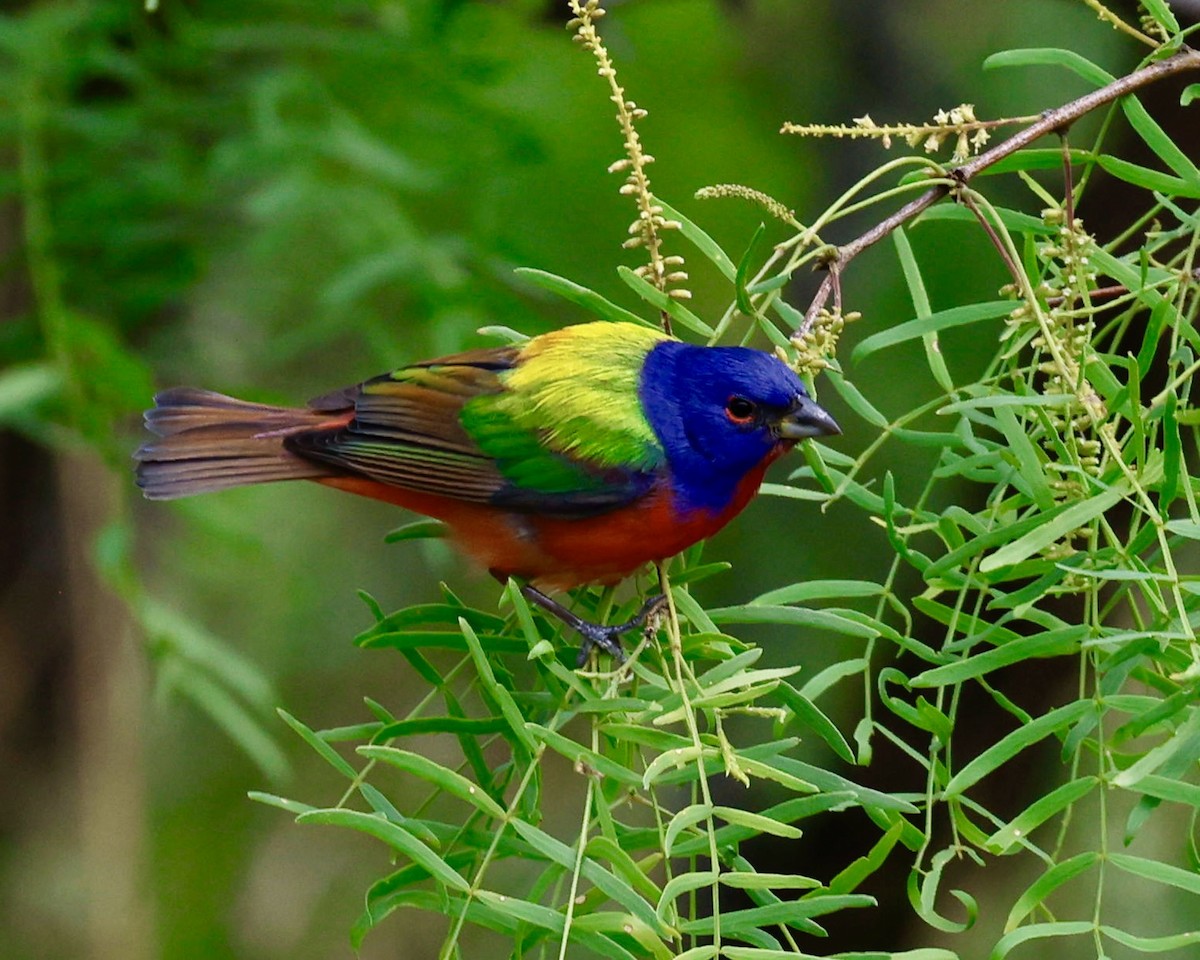 Painted Bunting - ML634942142