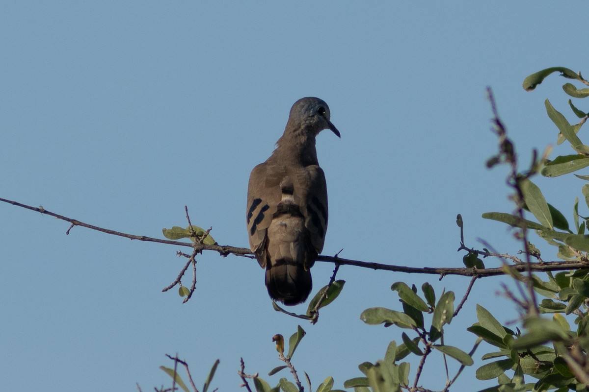 Emerald-spotted Wood-Dove - ML634942187