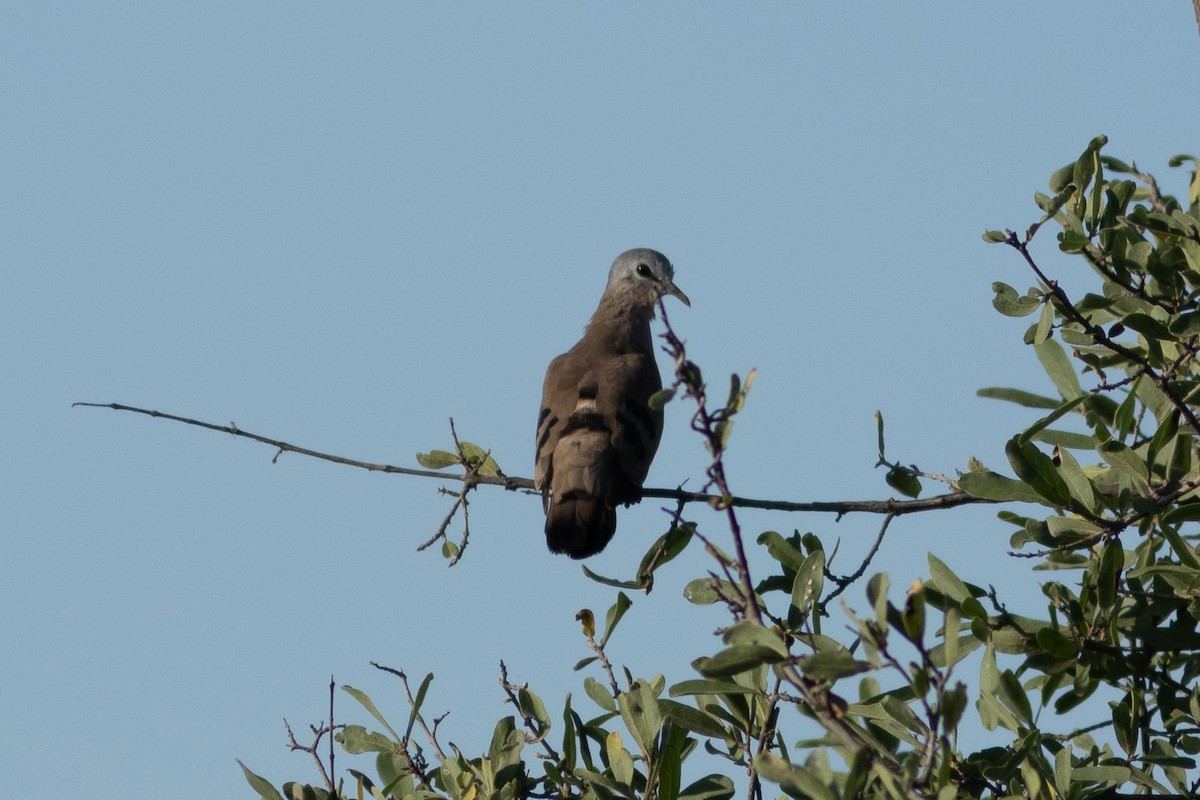 Emerald-spotted Wood-Dove - ML634942188