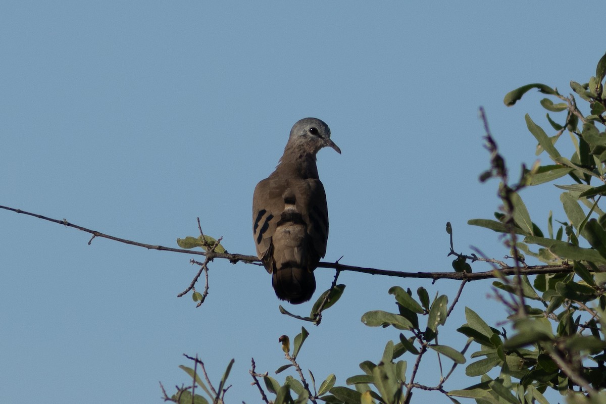 Emerald-spotted Wood-Dove - ML634942189