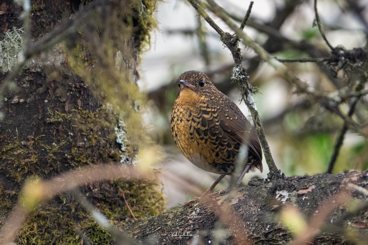 Scaly-breasted Cupwing (Himalayan) - ML634942294