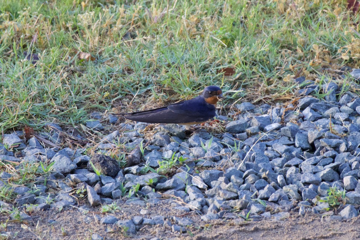 Barn Swallow - ML634942347