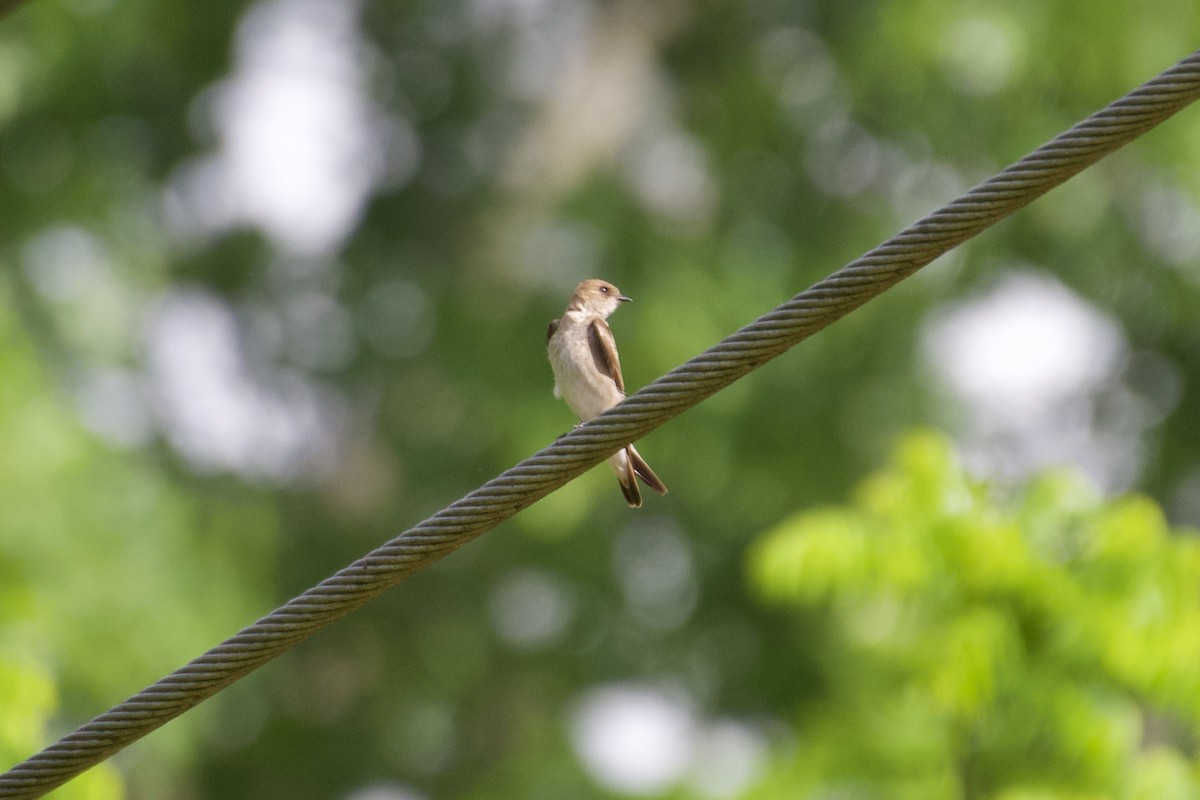 Northern Rough-winged Swallow - ML634942426