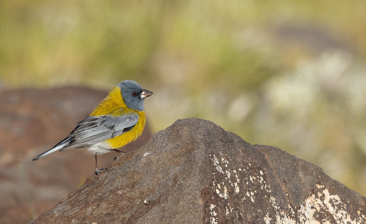 Gray-hooded Sierra Finch (gayi/caniceps) - ML634942472