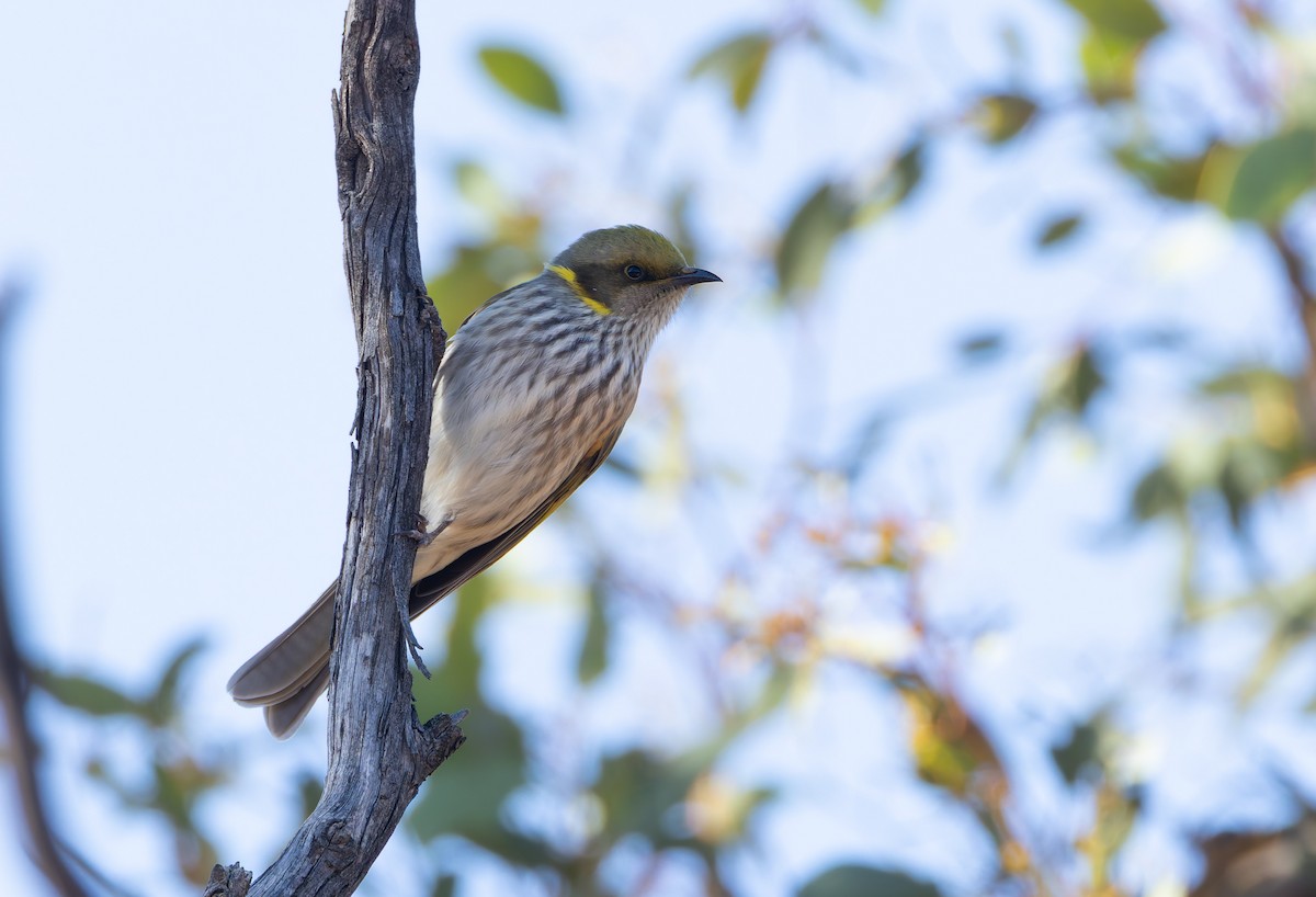 Yellow-plumed Honeyeater - ML634942503