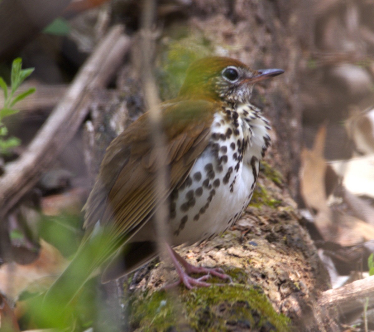 Wood Thrush - ML634942687