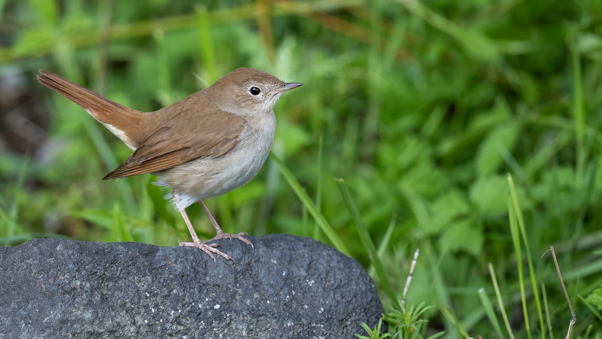 Common Nightingale - Ogün Aydin