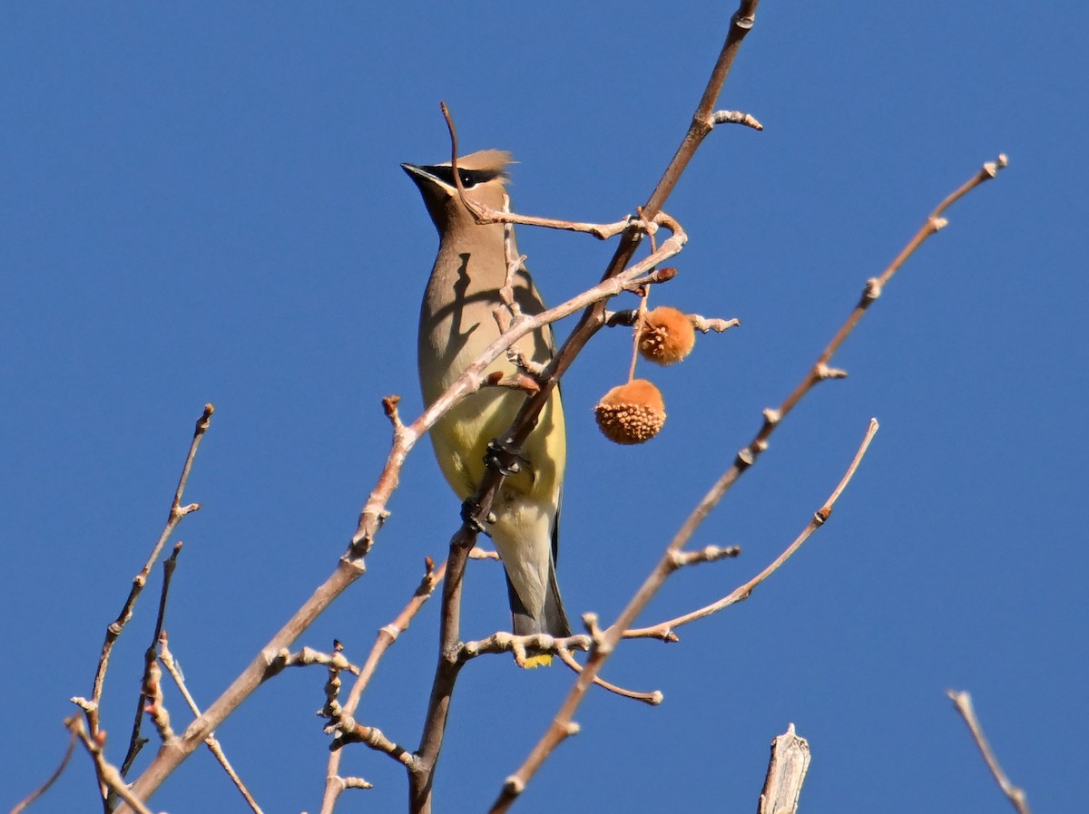 einersidensvans - ML634942748