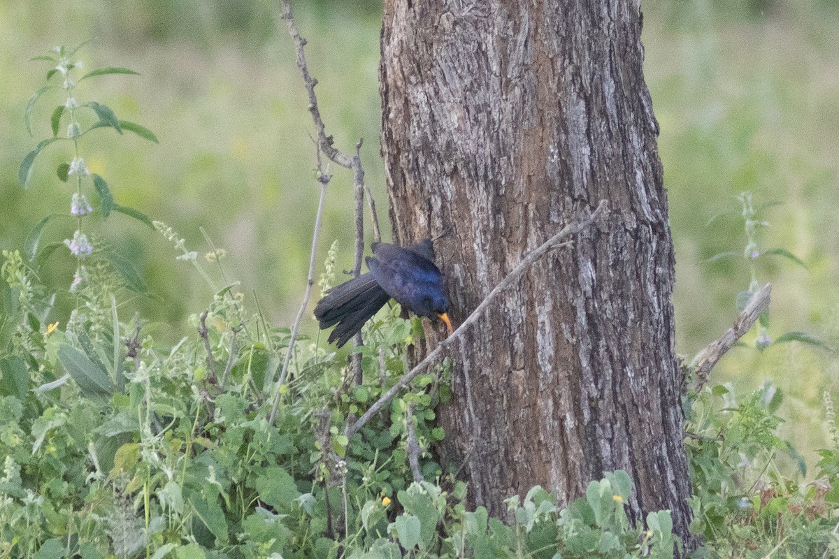 Abyssinian Scimitarbill - ML634942869