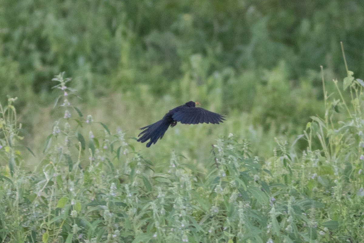 Abyssinian Scimitarbill - ML634942870